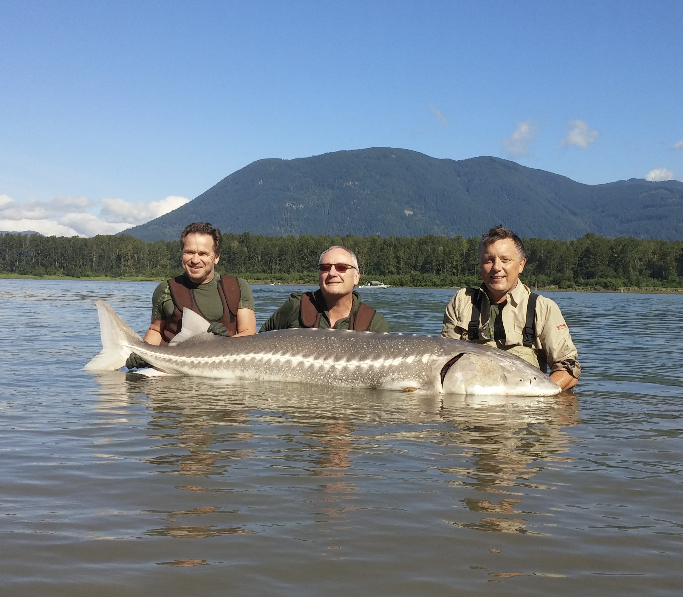 3 men next to a giant sturgeon in the fraser river